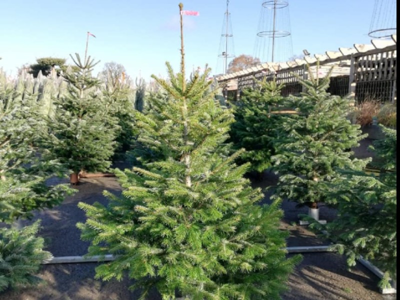 Hartwell Nurseries Christmas Trees, plants and Gifts