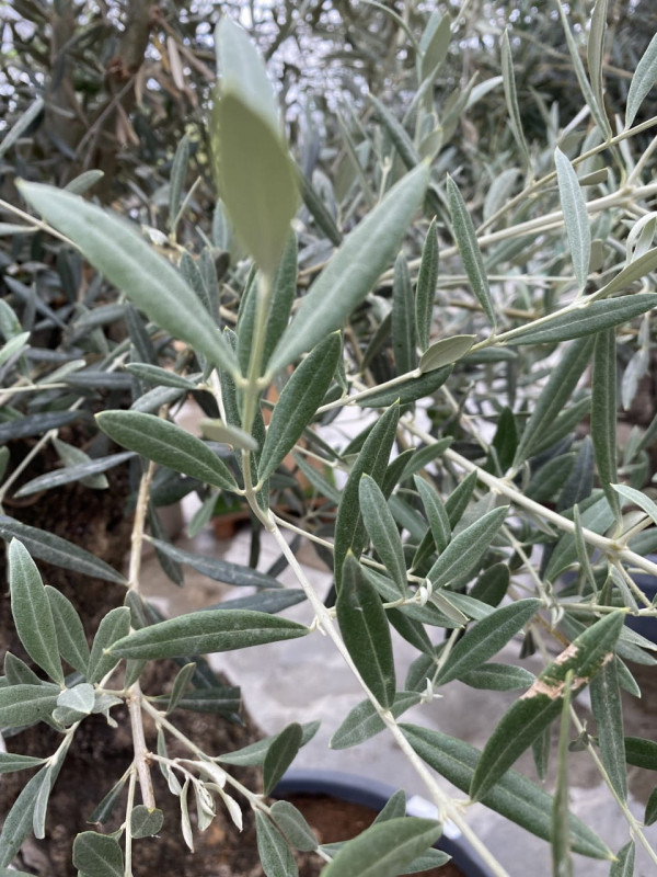 Olea Europaea (Olive tree) 160LT- SOLD OUT